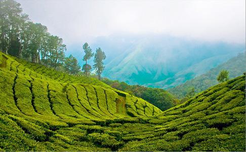 Munnar Dreams Hotel Zewnętrze zdjęcie